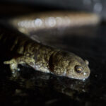 Ambystoma texanum auf Schiefer